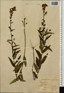 Мытник перевернутый L., Сибирь, Дальний Восток (S6) (Россия)