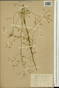 Consolida anthoroidea (Boiss.) Schröd., Зарубежная Азия (ASIA) (Иран)
