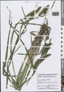 Carex utriculata Boott, Сибирь, Центральная Сибирь (S3) (Россия)