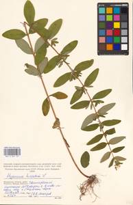 Зверобой волосистый, Зверобой жестковолосый L., Восточная Европа, Московская область и Москва (E4a) (Россия)