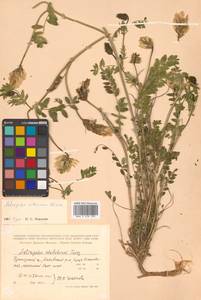 Астрагал приморский Boriss., Сибирь, Дальний Восток (S6) (Россия)