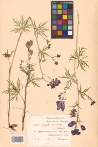 Aconitum karafutense subsp. karafutense, Сибирь, Дальний Восток (S6) (Россия)