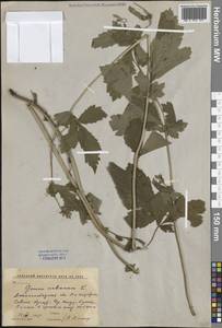 Гравилат городской L., Средняя Азия и Казахстан, Западный Тянь-Шань и Каратау (M3)