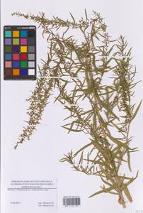 Полынь эстрагон L., Восточная Европа, Московская область и Москва (E4a) (Россия)