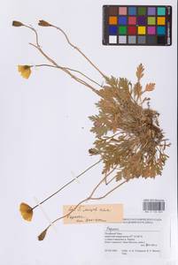 Мак, Сибирь, Западная Сибирь (S1) (Россия)