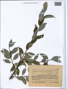 Salix karelinii Turcz. ex Stschegl., Сибирь, Западный (Казахстанский) Алтай (S2a) (Казахстан)