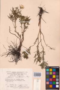 Горицвет волжский, Адонис волжский DC., Восточная Европа, Восточный район (E10) (Россия)