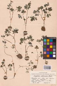 Хохлатка промежуточная, Хохлатка средняя (L.) Mérat, Восточная Европа (без точных пунктов) (E0)