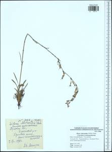Смолевка зеленоцветковая (Willd.) Ehrh., Восточная Европа, Центральный район (E4) (Россия)