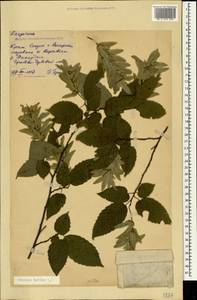 Граб обыкновенный, Граб кавказский L., Крым (KRYM) (Россия)