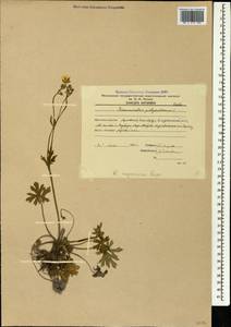 Ranunculus polyanthemos subsp. meyerianus (Rupr.) Elenevsky & Derv.-Sokol., Кавказ, Армения (K5) (Армения)