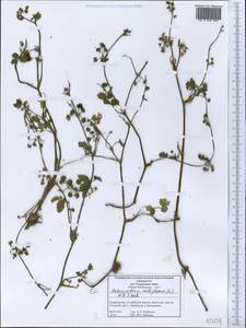 Helosciadium nodiflorum subsp. nodiflorum, Средняя Азия и Казахстан, Западный Тянь-Шань и Каратау (M3) (Таджикистан)
