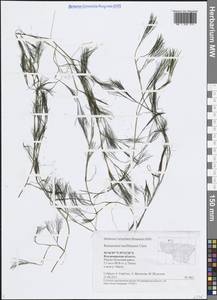 Лютик Кауфмана, Шелковник Кауфмана P.Clerc, Восточная Европа, Центральный район (E4) (Россия)