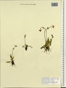 Anemonastrum trullifolium (Hook. fil. & Thomson) Mosyakin, Зарубежная Азия (ASIA) (КНР)