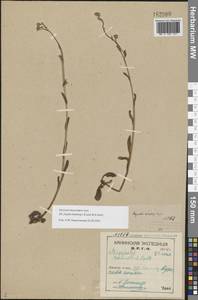 Незабудка стелющаяся Host, Восточная Европа, Северный район (E1) (Россия)