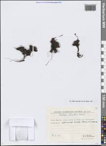 Камнеломка Фэнстона (Small) Hultén, Сибирь, Чукотка и Камчатка (S7) (Россия)