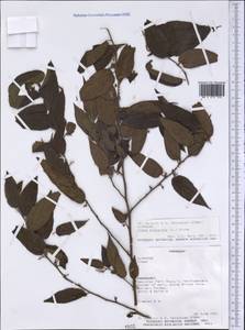Trema micrantha (L.) Bl., Америка (AMER) (Парагвай)