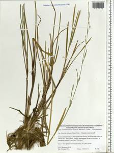 Манник замеченный Chevall., Восточная Европа, Белоруссия (E3a) (Белоруссия)