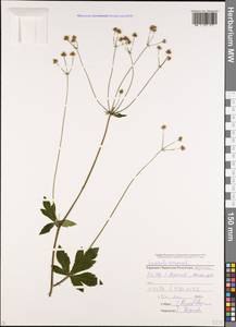 Подлесник европейский L., Кавказ, Ставропольский край, Карачаево-Черкесия, Кабардино-Балкария (K1b) (Россия)