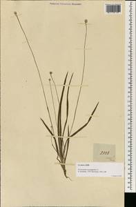 Eriocaulon sexangulare L., Зарубежная Азия (ASIA) (Малайзия)