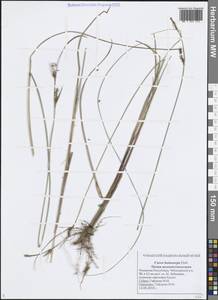 Осока волосистоплодная Ehrh., Восточная Европа, Средневолжский район (E8) (Россия)