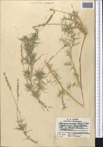 Прибрежница солончаковая (Gouan) Parl., Средняя Азия и Казахстан, Копетдаг, Бадхыз, Малый и Большой Балхан (M1) (Туркмения)