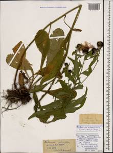 Centaurea phrygia subsp. salicifolia (M. Bieb. ex Willd.) Mikheev, Кавказ, Краснодарский край и Адыгея (K1a) (Россия)