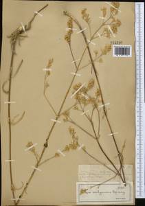 Смолевка волжская (Hornem.) Otth, Средняя Азия и Казахстан, Муюнкумы, Прибалхашье и Бетпак-Дала (M9) (Казахстан)