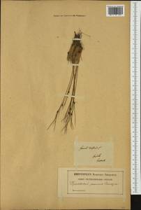 Oreojuncus trifidus (L.) Záv. Drábk. & Kirschner, Западная Европа (EUR) (Польша)