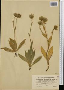 Hieracium pamphilii Arv.-Touv., Западная Европа (EUR) (Франция)