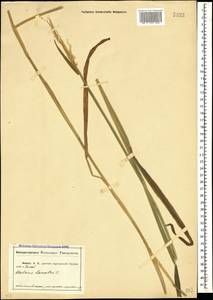 Бухарник шерстистый L., Кавказ, Абхазия (K4a) (Абхазия)