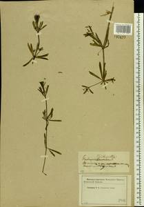 Подмаренник цепкий L., Восточная Европа, Западный район (E3) (Россия)