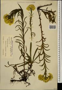 Helichrysum plicatum subsp. polyphyllum (Ledeb.) P. H. Davis & Kupicha, Кавказ, Грузия (K4) (Грузия)