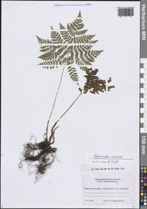 Щитовник амурский (Milde) Christ, Сибирь, Дальний Восток (S6) (Россия)