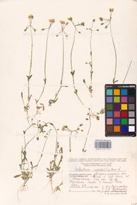 Костенец зонтичный L., Восточная Европа, Нижневолжский район (E9) (Россия)