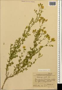 Medicago falcata subsp. falcata, Кавказ, Краснодарский край и Адыгея (K1a) (Россия)