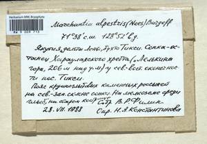 Marchantia polymorpha subsp. montivagans Bischl. & Boissel.-Dub., Гербарий мохообразных, Мхи - Якутия (B19) (Россия)