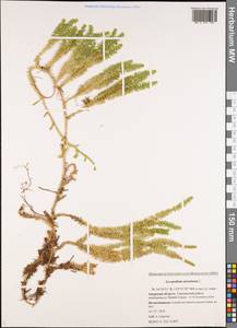 Spinulum annotinum subsp. annotinum, Сибирь, Дальний Восток (S6) (Россия)