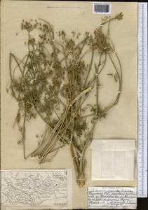 Шренкия влагалищная (Ledeb.) Fisch. & C.A.Mey., Средняя Азия и Казахстан, Северный и Центральный Тянь-Шань (M4) (Казахстан)