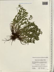 Thymus pannonicus All., Восточная Европа, Ростовская область (E12a) (Россия)