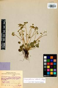 Chrysosplenium albertii Malyschev, Сибирь, Прибайкалье и Забайкалье (S4) (Россия)