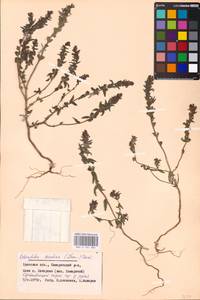 MHA 0 161 882, Зубчатка обыкновенная Moench, Восточная Европа, Западный район (E3) (Россия)