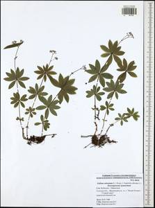 Подмаренник душистый (L.) Scop., Восточная Европа, Центральный район (E4) (Россия)