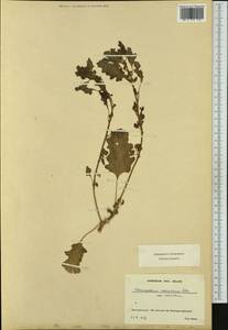 Dysphania carinata (R. Br.) Mosyakin & Clemants, Западная Европа (EUR) (Швейцария)