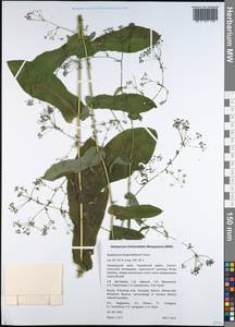 Bupleurum longeradiatum Turcz., Сибирь, Дальний Восток (S6) (Россия)