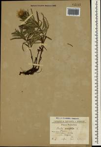 Pentanema ensifolium (L.) D. Gut. Larr., Santos-Vicente, Anderb., E. Rico & M. M. Mart. Ort., Крым (KRYM) (Россия)