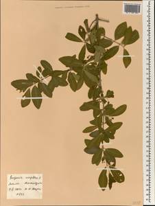 Eugenia uniflora L., Африка (AFR) (Мали)