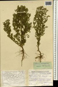 Полынь крупноголовая Jacquem. ex Besser, Монголия (MONG) (Монголия)