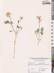 Хохлатка магаданская A.P.Khokhr., Сибирь, Чукотка и Камчатка (S7) (Россия)