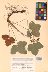 Земляника мускусная Duchesne, Восточная Европа, Западный район (E3) (Россия)